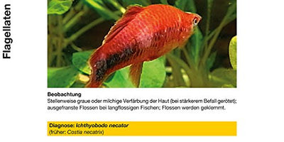 sera costapur F 50 ml - Arzneimittel für Fische gegen Ichthyophthirius multifiliis und andere einzellige Hautparasiten, Medizin fürs Aquarium