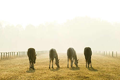 Werner Christ Fellsattel Premium Plus Hochwertiger baumloser Lammfellsattel in Handarbeit gefertigt, Bare-Back-pad, Pferde-Sattel aus echtem Lammfell in Natur, Gr. Pony