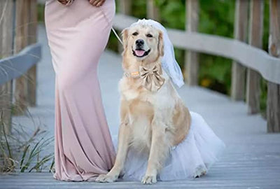 Unique style paws Seiden Champagner Farbe Hundehalsband Verstellbares strapazierfähiges Hundehalsband mit Schleife Hochzeit Fliege Hundehalsband für kleine Welpen und Katzen