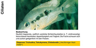 sera costapur F 50 ml - Arzneimittel für Fische gegen Ichthyophthirius multifiliis und andere einzellige Hautparasiten, Medizin fürs Aquarium