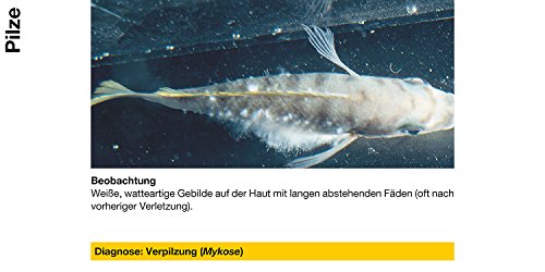 sera costapur F 50 ml - Arzneimittel für Fische gegen Ichthyophthirius multifiliis und andere einzellige Hautparasiten, Medizin fürs Aquarium