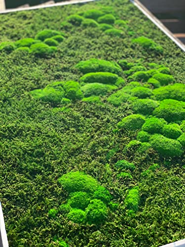 3D Moss World Gerahmte Karte - stabilisiertes Naturwaldmoos und nordische Flechten - Wanddekoration Innendekoration (112x65cm, grünes Moos - schwarzer Holzrahmen)