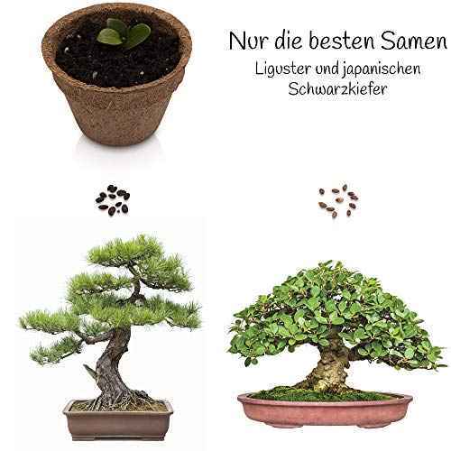 ANISTA - Bonsai Anzuchtset - Züchte Deine eigenen Bonsaibäume. 4 Sorten Bonsai Samen in unserem kompletten Pflanzset. Schöne Geschenkidee zu Allen Anlässen.