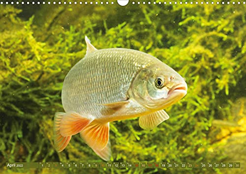 Fische in Teichen und Flüssen (Wandkalender 2022 DIN A3 quer)