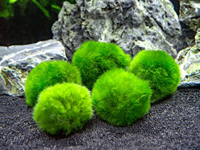 Aquatic Arts 10 Marimo Mooskugeln, 2,5 cm