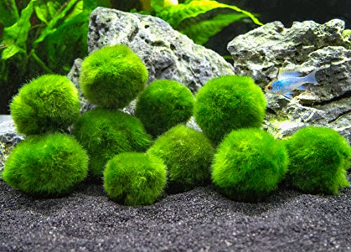 Aquatic Arts 10 Marimo Mooskugeln, 2,5 cm