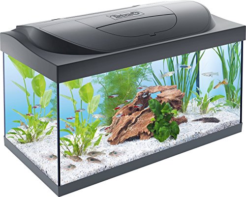 Tetra Starter Line 54 L Aquarium Komplett-Set mit LED-Beleuchtung - stabiles Einsteigerbecken mit Technik, Futter und Pflegemitteln, Farbe: Schwarz