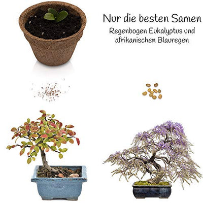 ANISTA - Bonsai Anzuchtset - Züchte Deine eigenen Bonsaibäume. 4 Sorten Bonsai Samen in unserem kompletten Pflanzset. Schöne Geschenkidee zu Allen Anlässen.