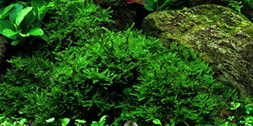 Tropica Aquarium Pflanze Moos Vesicularia dubyana 'Christmas Nr.003ATC in Vitro 1-2 Grow Wasserpflanzen Aquarium Aquariumpflanzen