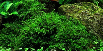 Tropica Aquarium Pflanze Moos Vesicularia dubyana 'Christmas Nr.003ATC in Vitro 1-2 Grow Wasserpflanzen Aquarium Aquariumpflanzen