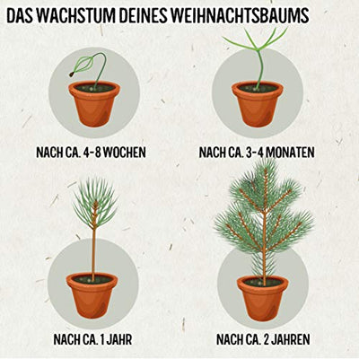 Weihnachtsbaum Anzucht Set I tolle Geschenk-Idee für Weihnachtsgeschenke, Wichtelgeschenke Weihnachten, Nikolausgeschenke und Garten Geschenke I Weihnachtsbaum aus der Dose I Pflanzset inkl. Zubehör