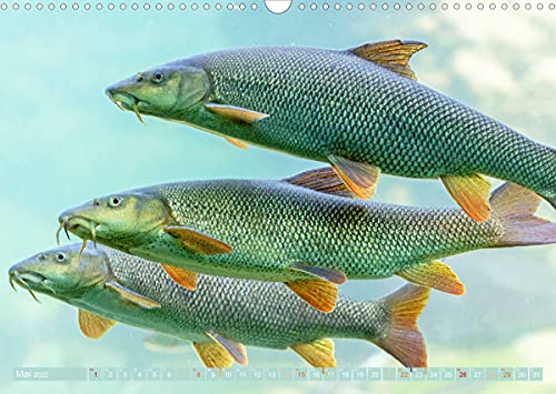 Fische in Teichen und Flüssen (Wandkalender 2022 DIN A3 quer)