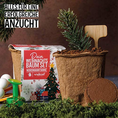 Weihnachtsbaum Anzucht Set I tolle Geschenk-Idee für Weihnachtsgeschenke, Wichtelgeschenke Weihnachten, Nikolausgeschenke und Garten Geschenke I Weihnachtsbaum aus der Dose I Pflanzset inkl. Zubehör