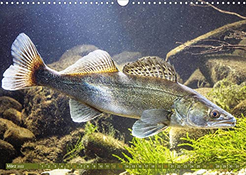 Fische in Teichen und Flüssen (Wandkalender 2022 DIN A3 quer)