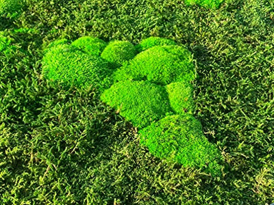 3D Moss World Gerahmte Karte - stabilisiertes Naturwaldmoos und nordische Flechten - Wanddekoration Innendekoration (112x65cm, grünes Moos - schwarzer Holzrahmen)