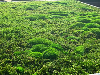 3D Moss World Gerahmte Karte - stabilisiertes Naturwaldmoos und nordische Flechten - Wanddekoration Innendekoration (112x65cm, grünes Moos - schwarzer Holzrahmen)