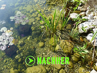 Algenkiller Protect® - Wasserpflege für Garten- und Schwimmteiche (150 g - für max. 10.000 Liter)