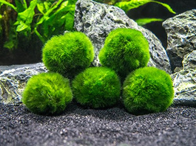 Aquatic Arts 10 Marimo Mooskugeln, 2,5 cm